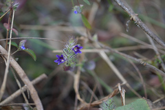 Haplanthodes verticillatus